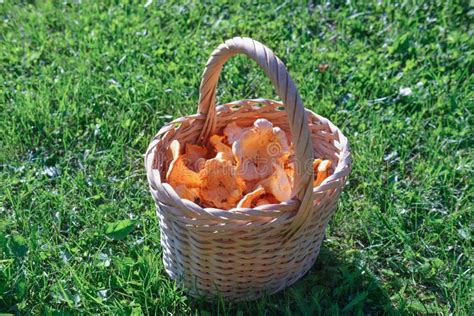 Fresh Forest Chanterelles In A Wicker Basket Stock Image Image Of