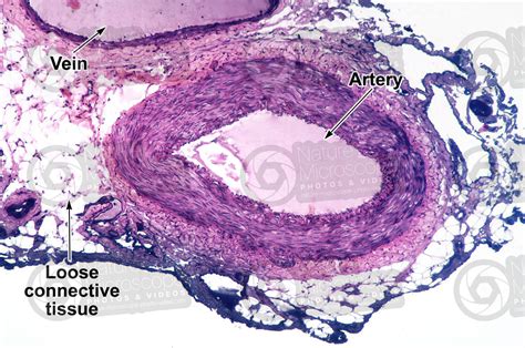 Mammal Artery Transverse Section 64x Mammals Mammals