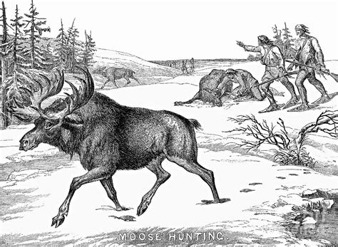 Moose Hunting 1854 Americanhistoryhuntingmoosehunting1854pnghtml