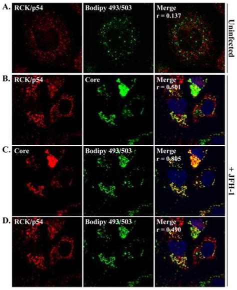 Modulation Of Hepatitis C Virus Rna Abundance And Virus Release By