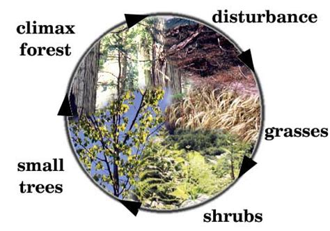 How Ecosystems Work Holt Environmental Science Chapter 5 Flashcards