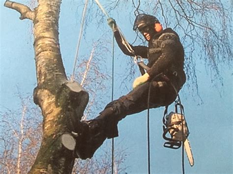 Over Ons Bomen Kappen En Snoeien