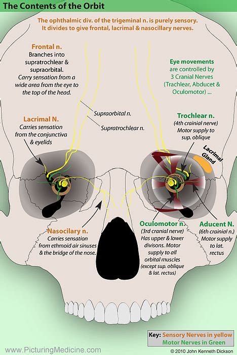 Oren Gottfried Md On Twitter A Great Primer On Orbital Anatomy