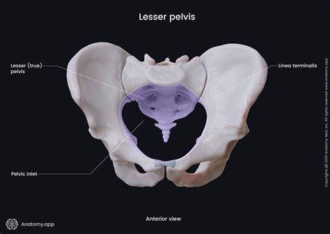 Pelvis | Encyclopedia | Anatomy.app | Learn anatomy | 3D models ...