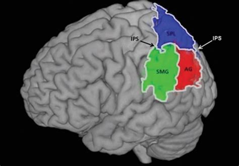 Neuroanatomical Location Of The Parietal Cortex And Its Major