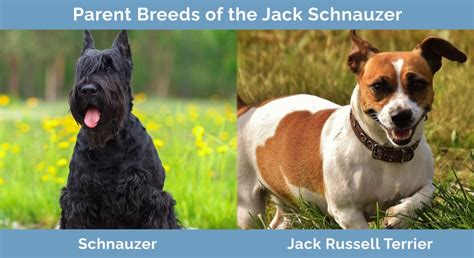 Schnauzer Jack Russell Terrier Mix: Pictures, Care Guide, Temperament ...