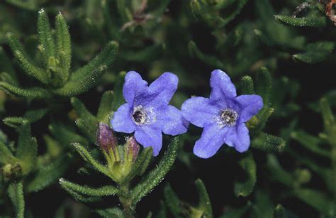 Lithodora Diffusa Grace Ward Purple Gromwell Grace Ward Rhs Gardening