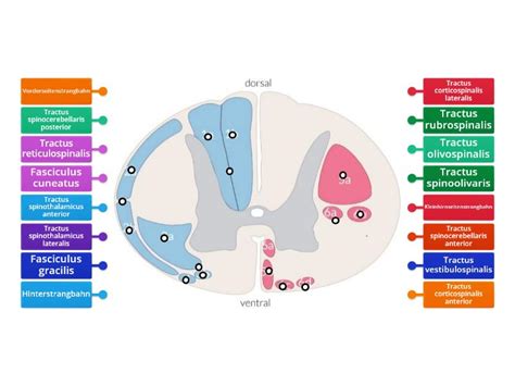 Bahnen des Rückenmarks Labelled diagram