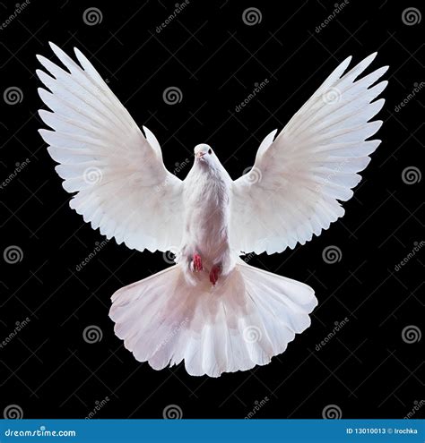 White Dove On Breeding Cage Stock Photography | CartoonDealer.com #50421182