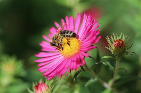 Von Der Bl Te Zum Honig Wie Sammeln Bienen Nektar Und Pollen Und Wie