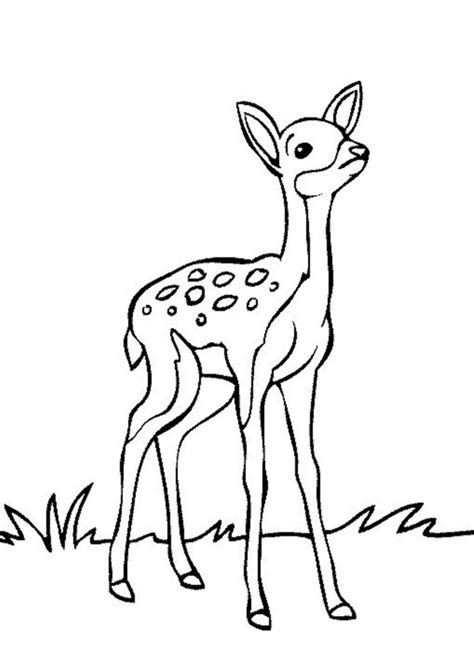 Printable Images Of Deer