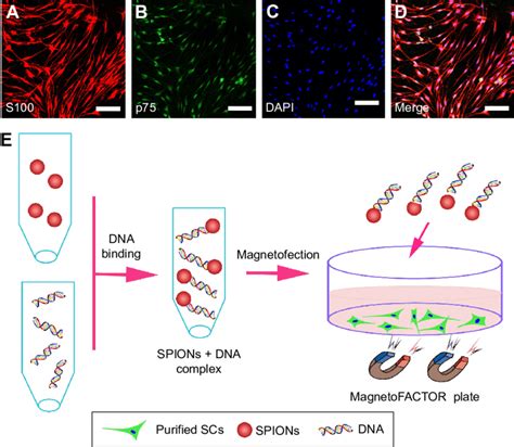 Characterization Of Scs And Schematic Representation Of Magnetofection