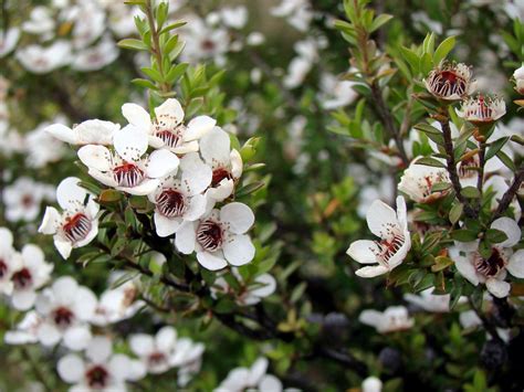 Manuka Bush Flowers The Manuka Bushes On The Walk Leading Flickr