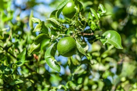 Qué importancia tiene el fósforo en el árbol limonero Gastrolab