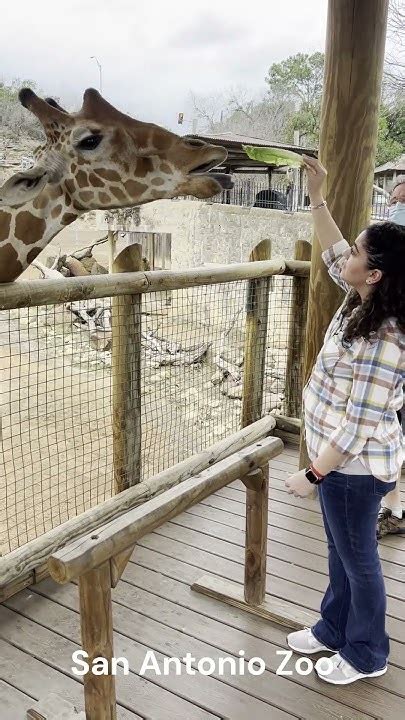 My Wife Hand Feeding The Giraffes At The San Antonio Zoo Youtube