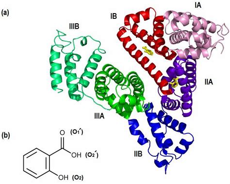 A Secondary Structure Of Human Serum Albumin Hsa Pdb Code I