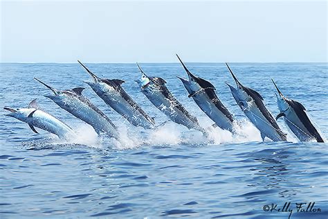 » Marlin fishing reports - 5-6 Jan recap