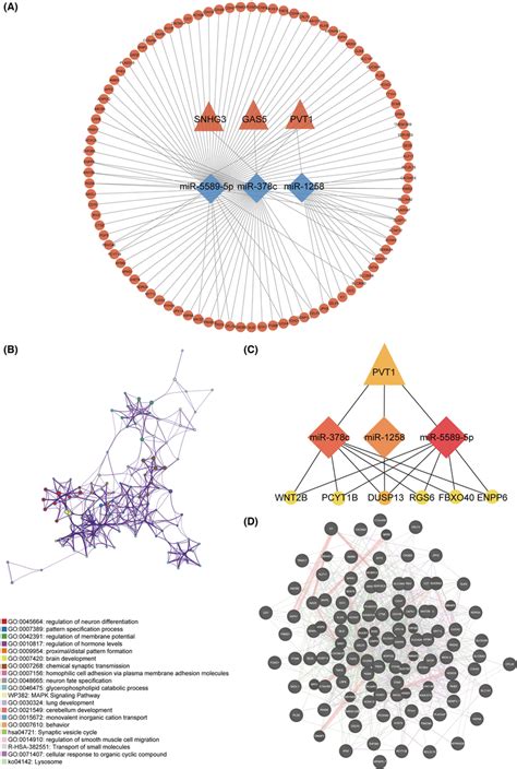 Construction Of CeRNA Network Hub Gene Identification And Enrichment