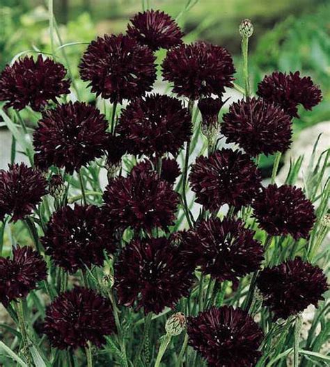 Bachelor's Button Seeds | 8 Cornflowers | Annual Flower Seeds