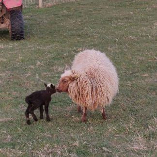 Sheep Fleece Info - How to Select the Perfect Fleece - Sheep Unique