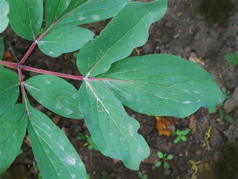 Paeonia mascula Définition et Explications