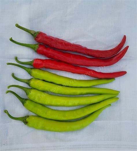 FB ARK F1 Hybrid Chilli Seeds Packaging Type Packet Packaging Size