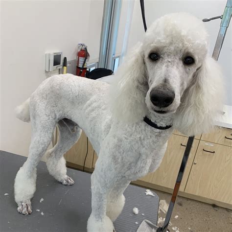 az poodle rescue phoenix 3