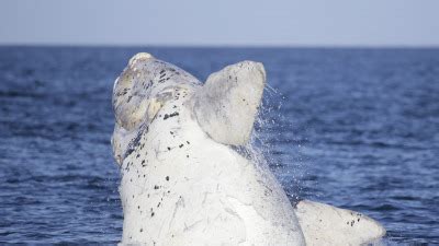 Pirámides sería declarada Capital Nacional de la Ballena Franca Austral