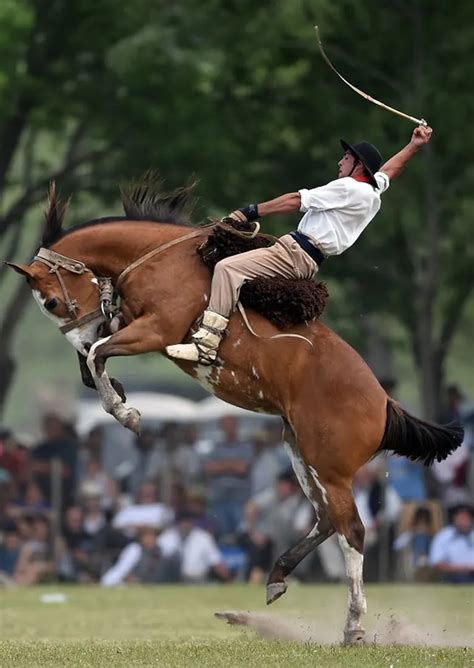 D A Nacional Del Gaucho Por Qu Se Celebra Hoy Tn