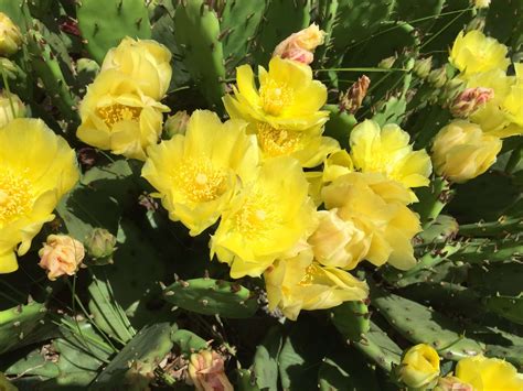 Eastern prickly pear cactus » HF&G