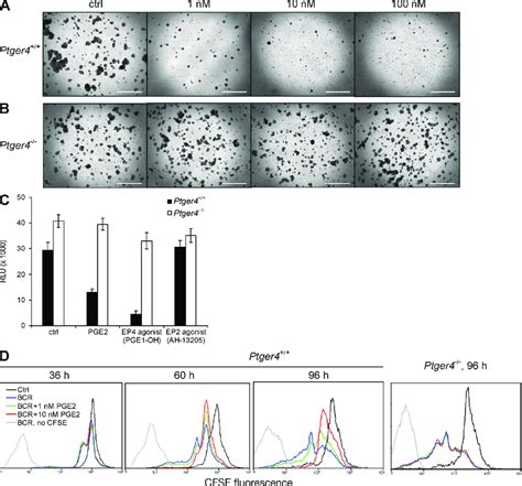 The Suppressive Effect Of Pge On B Cell Proliferation Is Mediated By