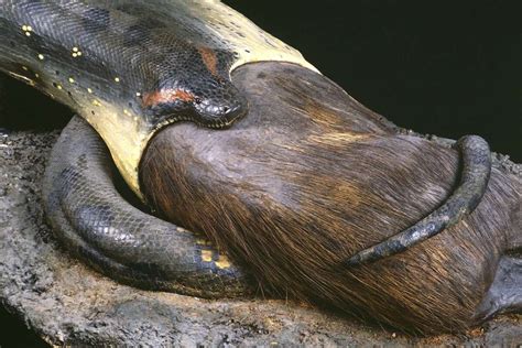 Geliebtes Großmaul Anakonda im Senckenberg Naturmuseum ist im