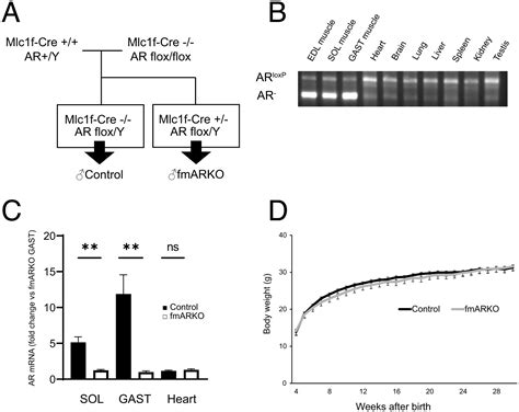 Sarcopenia Phenotype And Impaired Muscle Function In Male Mice With