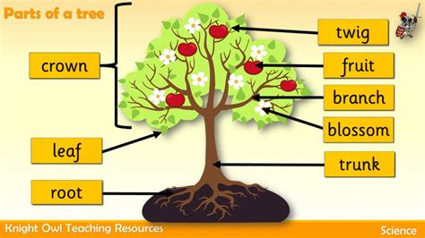 Diagram Diagram Of Tree Parts Mydiagramonline