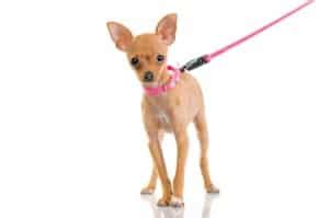 Leash Training Your Chihuahua | Chihuahua Training Tips