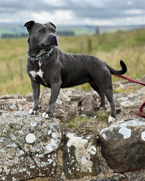 Route X78 Schedule and Stops: Sunderland to Hartlepool 24