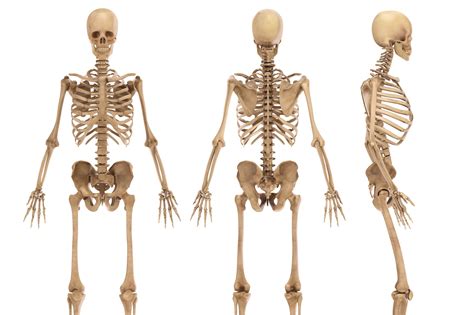 How many bones are there in the human body? | The US Sun