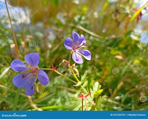 Geranium Maculatum The Wild Geranium Spotted Geranium Or Wood