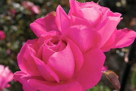 Rosa Miss All American Beauty Hybrid Tea Rose