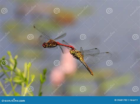 Two Red Dragonflies Mating In Flight Stock Photo Image