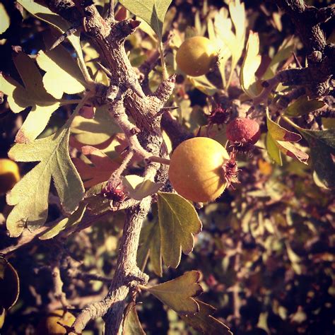 Kostenlose foto Baum Natur Ast blühen Fotografie Frucht