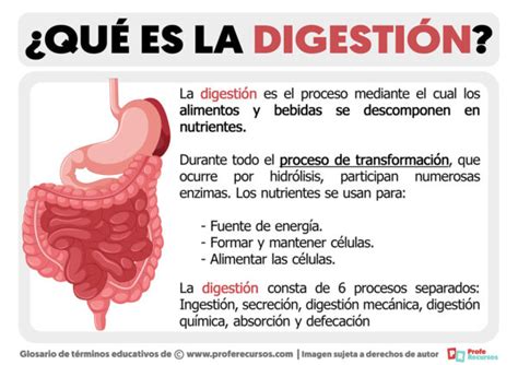 Qué es la Digestión Definición de Digestión