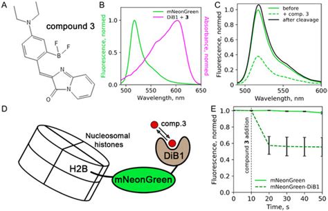 Ijms Free Full Text Add And Go Fret Acceptor For Live Cell Measurements Modulated By