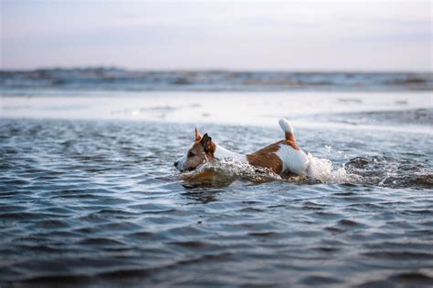 Wasserrute Beim Hund Erkennen Vorbeugen