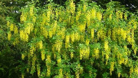 Laburnum – Toxic Plant of the Week | The Equinest