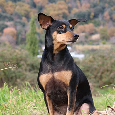 Le Pinscher Nain Histoire Comportement Santé Et éducation Franklin