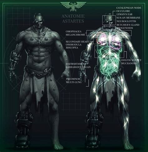 Warhammer K Anatomy Warhammer K Warhammer Fantasy Warhammer