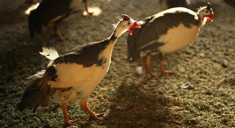 Guinea Fowl Colors : 7 Various Beautiful Colors of Guinea Fowl