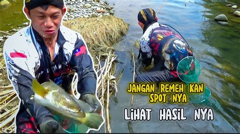 Nyeser Ikan Di Sungai Dangkal Tak Nyangka Dapat Ikan Gabus Besar Youtube