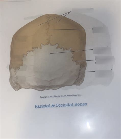 Bones Quiz Parietal And Occipital Bones Diagram Quizlet